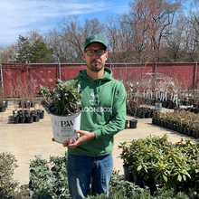 Load image into Gallery viewer, Buddleia Pugster Amethyst®