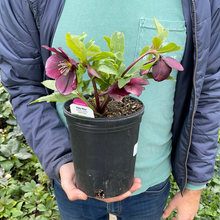 Load image into Gallery viewer, Helleborus Frostkiss® 'Glenda's Gloss'