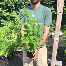 Load image into Gallery viewer, Eupatorium coelestinum