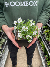 Load image into Gallery viewer, Iberis 'Purity'