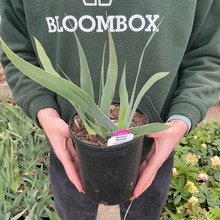 Load image into Gallery viewer, German Iris 'Harvest of Memories'