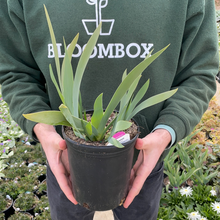 Load image into Gallery viewer, German Iris 'Starwoman'