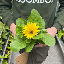 Load image into Gallery viewer, Gerbera Daisies