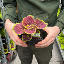 Load image into Gallery viewer, Coleus 'Kong Jr Scarlet'