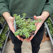 Load image into Gallery viewer, Sedum ternatum