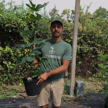 Load image into Gallery viewer, Fig Tree - 'Chicago Hardy'