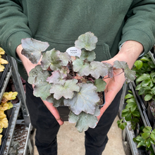Load image into Gallery viewer, Heuchera 'Palace Purple'