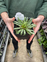 Load image into Gallery viewer, Lewisia 'Little Peach'