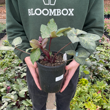 Load image into Gallery viewer, Helleborus Frostkiss® 'Pippa's Purple'