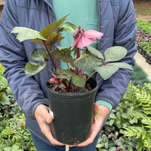 Load image into Gallery viewer, Helleborus Frostkiss® 'Penny's Pink'