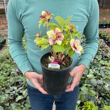 Load image into Gallery viewer, Helleborus 'Apricot Blush'