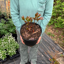 Load image into Gallery viewer, Peony 'Bowl of Beauty'