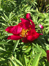 Load image into Gallery viewer, Peony 'Early Scout'