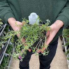 Load image into Gallery viewer, Phlox 'Crimson Beauty'