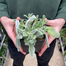 Load image into Gallery viewer, Lamb's Ears - Stachys 'Silver Carpet'