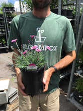 Load image into Gallery viewer, Dianthus 'Peppermint Star'