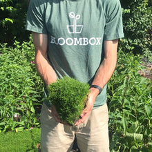 Load image into Gallery viewer, Sagina 'Irish Moss'