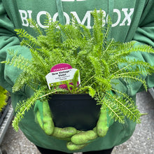 Load image into Gallery viewer, Achillea 'New Vintage Violet'