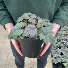 Load image into Gallery viewer, Tiarella 'Oakleaf'
