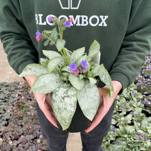 Load image into Gallery viewer, Pulmonaria 'Dark Vader'