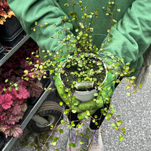 Load image into Gallery viewer, Muehlenbeckia 'Big Leaf Wire Vine'