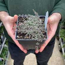 Load image into Gallery viewer, Thyme 'Wooly Mother'