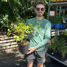 Load image into Gallery viewer, Rhus aromatica 'Gro low' (Fragrant Sumac)