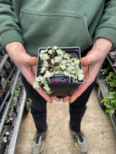 Load image into Gallery viewer, Lamium 'Purple Dragon'