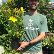 Load image into Gallery viewer, Oenothera fruticosa (Evening Primrose)