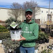 Load image into Gallery viewer, Buddleia Pugster Blue®