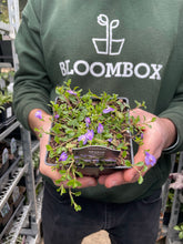 Load image into Gallery viewer, Mazus reptans