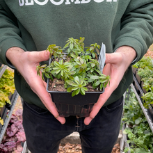 Load image into Gallery viewer, Galium odoratum