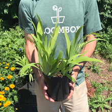 Load image into Gallery viewer, Iris cristata