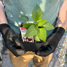 Load image into Gallery viewer, Pepper 'Chocolate Beauty'