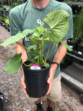 Load image into Gallery viewer, Ligularia 'The Rocket'