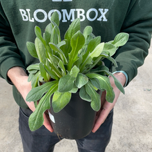 Load image into Gallery viewer, Centaurea 'Amethyst in Snow'