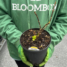 Load image into Gallery viewer, Hydrangea 'Zebra'