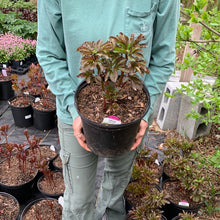 Load image into Gallery viewer, Peony 'Paula Fay'