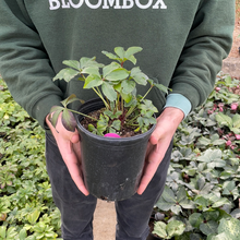 Load image into Gallery viewer, Helleborus 'Pine Knot Select'