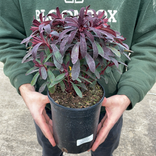 Load image into Gallery viewer, Euphorbia 'Miner's Merlot'