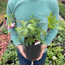 Load image into Gallery viewer, Helleborus 'Flower Girl'