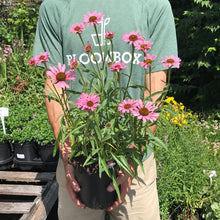 Load image into Gallery viewer, Echinacea 'Pixie Meadowbrite'