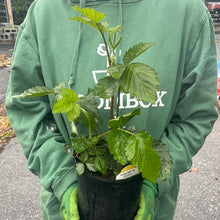 Load image into Gallery viewer, Blackberry 'Prime-Ark® 45'