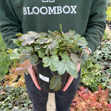 Load image into Gallery viewer, Heucherella 'Pink Revolution'