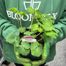 Load image into Gallery viewer, Aquilegia 'Biedermeier'