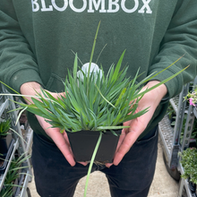 Load image into Gallery viewer, Sisyrinchium 'Lucerne'