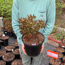 Load image into Gallery viewer, Peony 'Silver Dawn Mix'