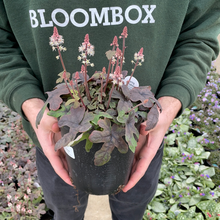 Load image into Gallery viewer, Tiarella 'Spring Symphony'
