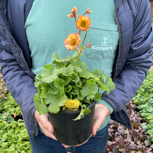 Load image into Gallery viewer, Geum TEMPO™ Yellow