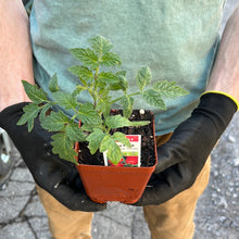 Load image into Gallery viewer, Tomato 'Roma Plum'